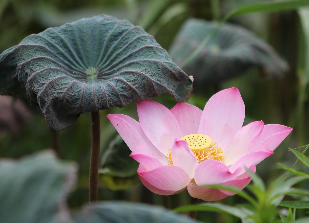 No Deposit Best Crypto Slots India vs Lotus365: Which Is Better for Indians in 2027?